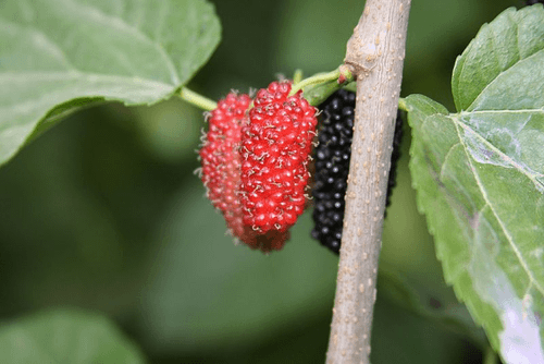 Black Mulberry