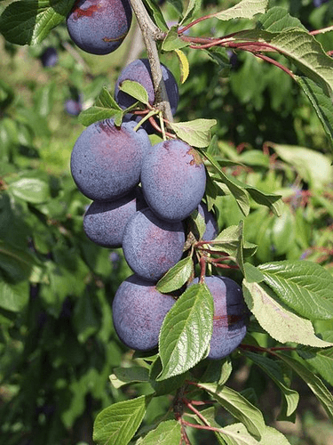 Prunus (Cherry, Plum)