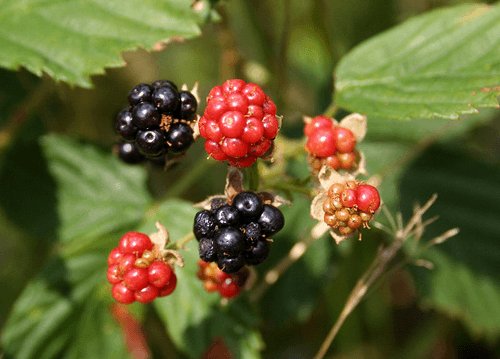Rubus (Blackberry, Raspberry)