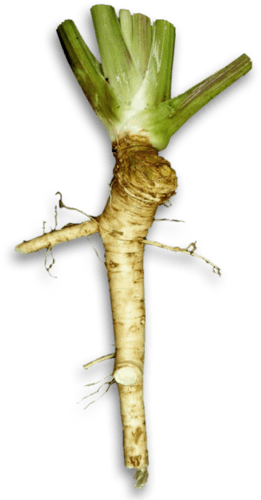 Horseradish