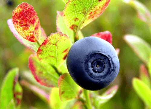 Vaccinium (Blueberry, Cranberry, Huckleberry)