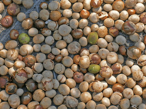 Breadnut Tree Seed