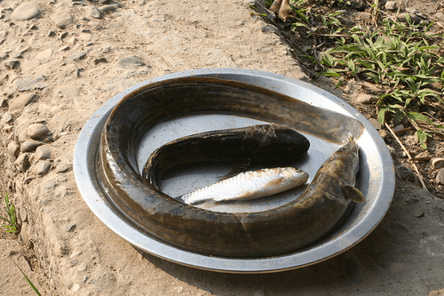 Freshwater Eel