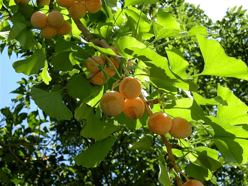 Ginkgo Nuts