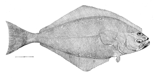 Hippoglossus (halibut)