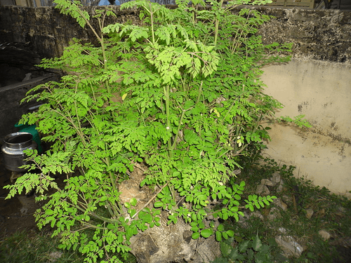 Horseradish Tree