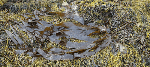 Kelp