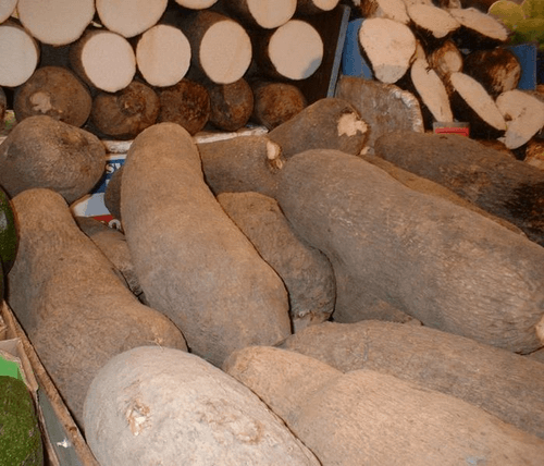 Mountain Yam