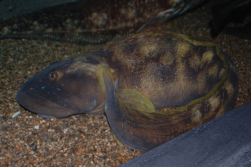 Ocean Pout