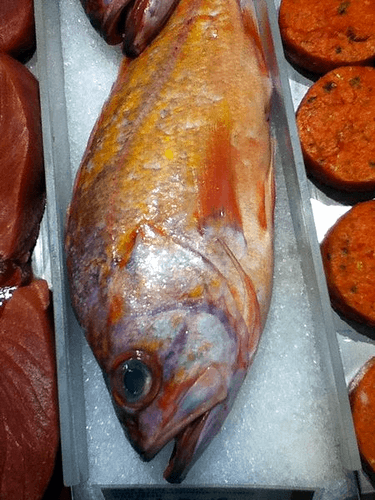 Pacific Rockfish