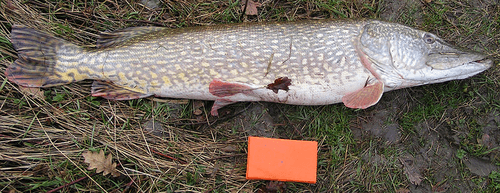 Northern Pike