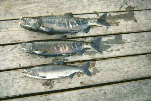 Chum Salmon