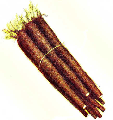 Salsify