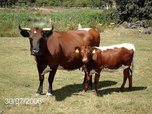 Cattle (Beef, Veal)
