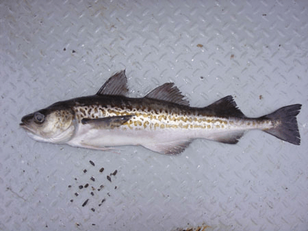 Walleye