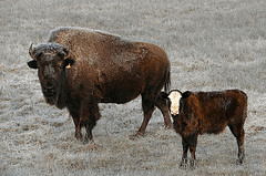 Beefalo