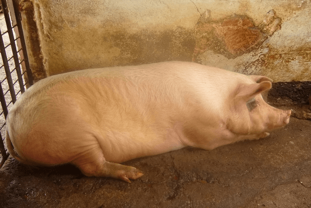 Domestic Pig (Piglet, Pork)