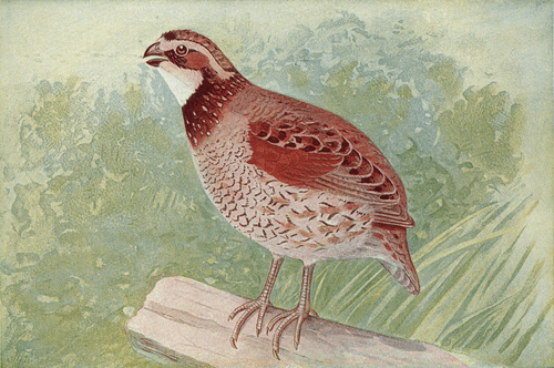 Quail