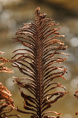 Ostrich Fern