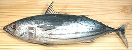 Thunnus (tuna)