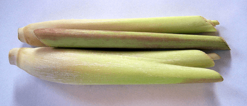 Lemon Grass