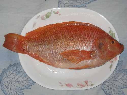Cichlidae (Tilapia)