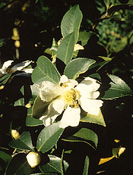 Oil-seed Camellia