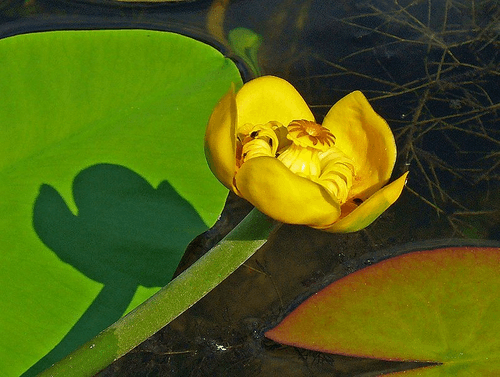 Yellow Pond-lily