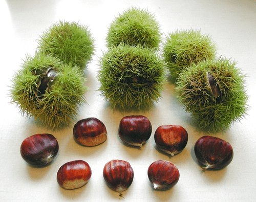 European Chestnut