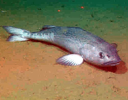 Sablefish