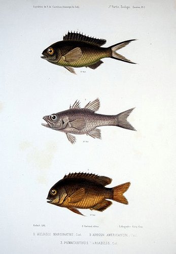 Perciformes (Perch-like Fishes)